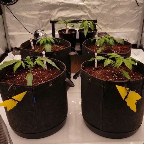 Trichome Orchards growlog photo: Post transplant