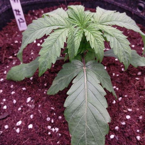 Trichome Orchards growlog photo: Post transplant