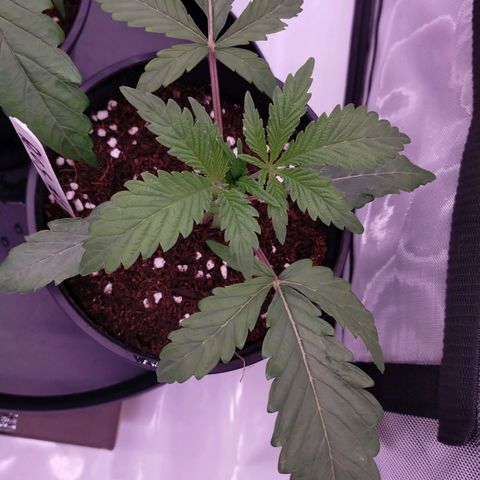 Trichome Orchards growlog photo: Post transplant