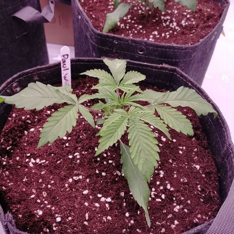 Trichome Orchards growlog photo: Post transplant