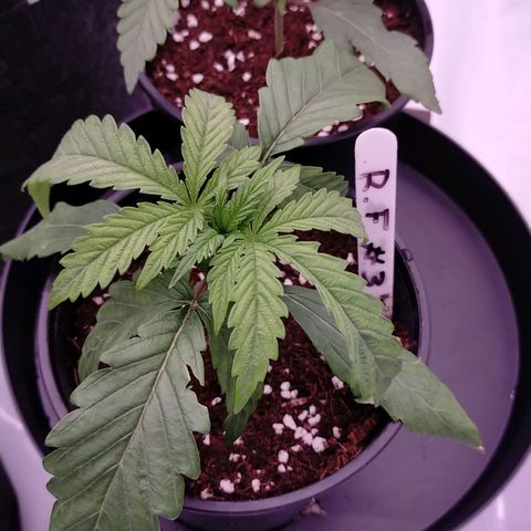 Trichome Orchards growlog photo: Post transplant