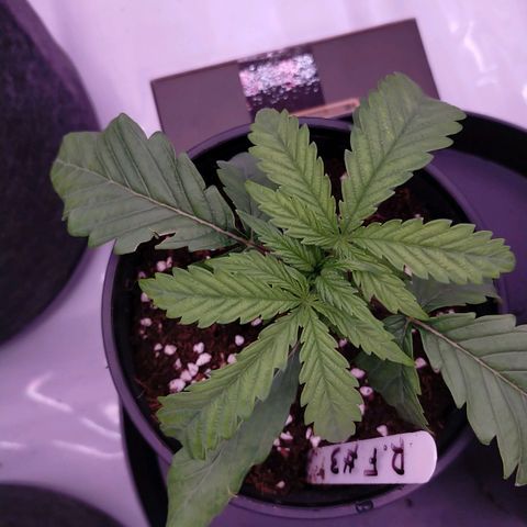Trichome Orchards growlog photo: Post transplant