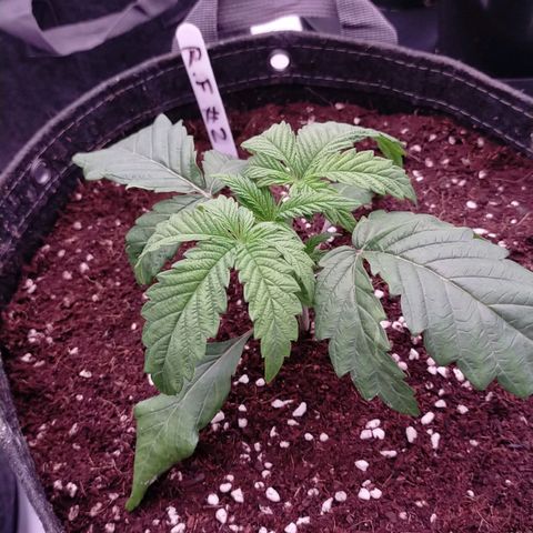 Trichome Orchards growlog photo: Post transplant
