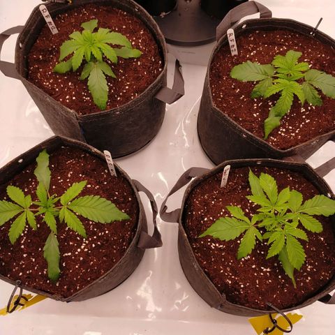 Trichome Orchards growlog photo: Post transplant