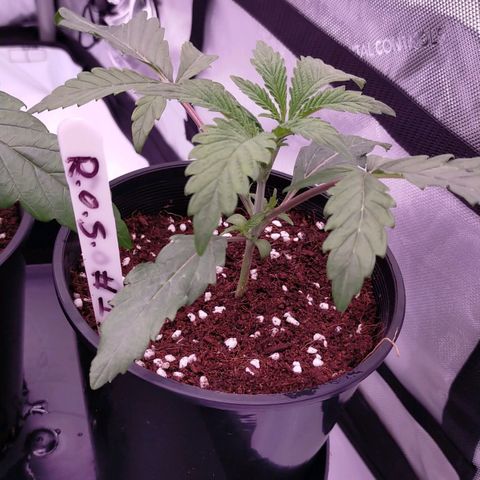 Trichome Orchards growlog photo: Post transplant
