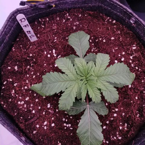 Trichome Orchards growlog photo: Post transplant