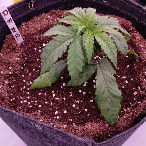 Trichome Orchards growlog photo: Post water.. hopefully upped nutes perk them up!