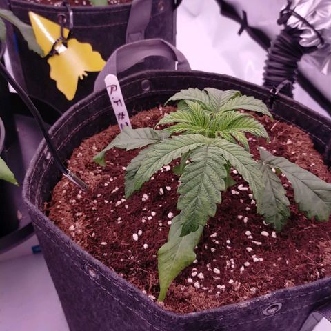 Trichome Orchards growlog photo: Post water.. hopefully upped nutes perk them up!
