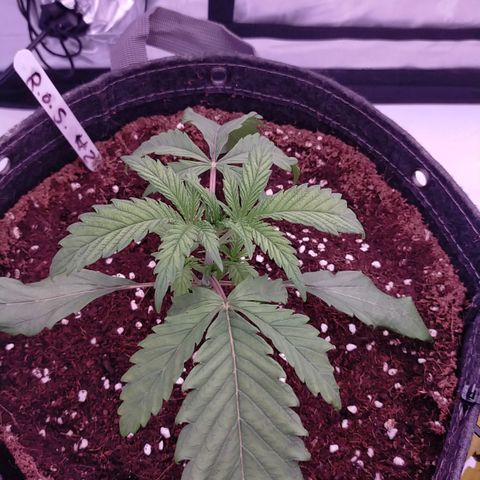 Trichome Orchards growlog photo: Post water.. hopefully upped nutes perk them up!