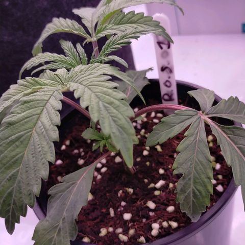 Trichome Orchards growlog photo: Post water.. hopefully upped nutes perk them up!