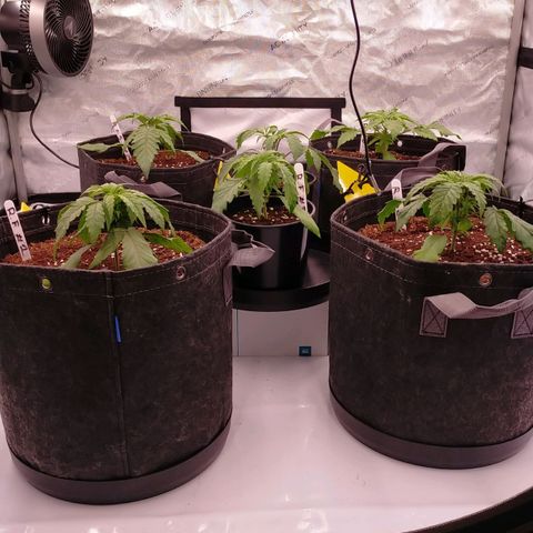 Trichome Orchards growlog photo: Post water.. hopefully upped nutes perk them up!