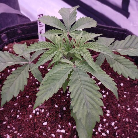 Trichome Orchards growlog photo: Post water.. hopefully upped nutes perk them up!