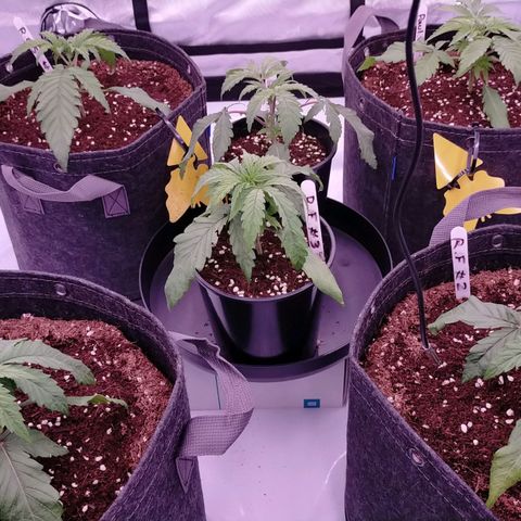 Trichome Orchards growlog photo: Post water.. hopefully upped nutes perk them up!