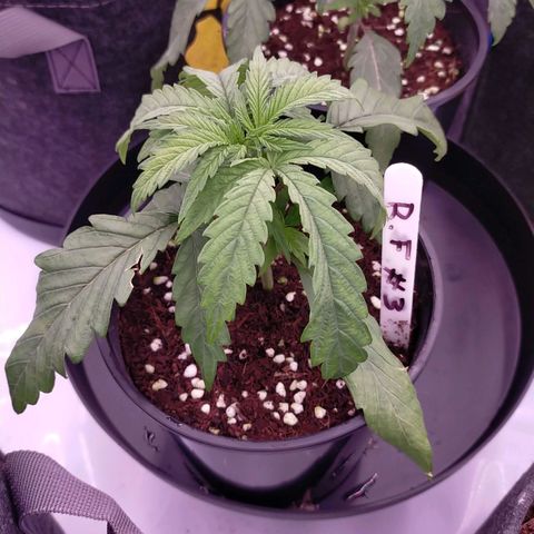 Trichome Orchards growlog photo: Post water.. hopefully upped nutes perk them up!