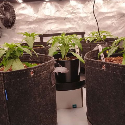 Trichome Orchards growlog photo: 10 hours post watering - looks like they perked up a tiny bit from the increase of ppms.