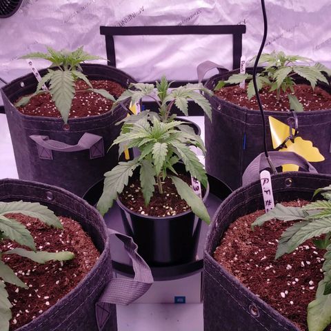 Trichome Orchards growlog photo: 10 hours post watering - looks like they perked up a tiny bit from the increase of ppms.