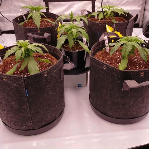 Trichome Orchards growlog photo: 10 hours post watering - looks like they perked up a tiny bit from the increase of ppms.