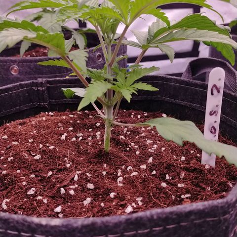 Trichome Orchards growlog photo: Just watered. 