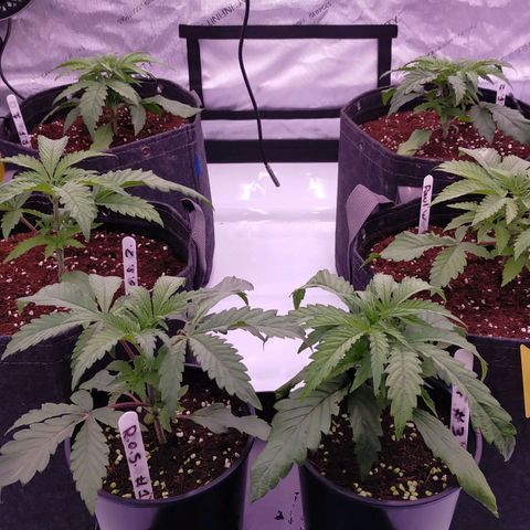 Trichome Orchards growlog photo: Just watered. 