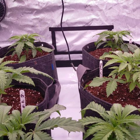 Trichome Orchards growlog photo: Just watered. 