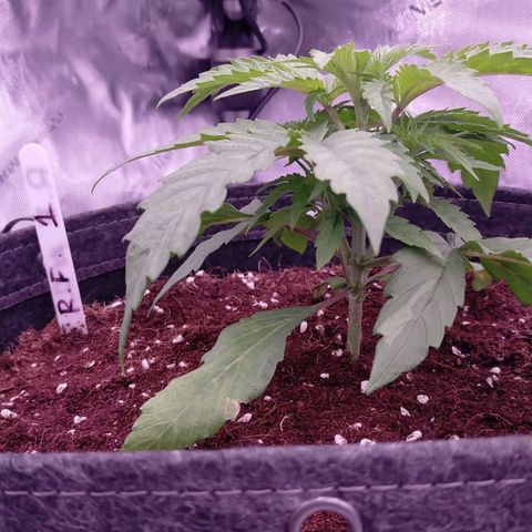 Trichome Orchards growlog photo: Just watered. 