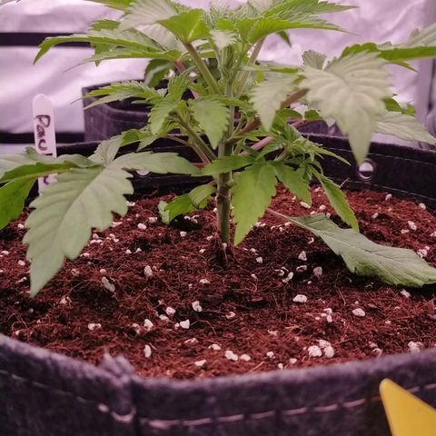 Trichome Orchards growlog photo: Just watered. 