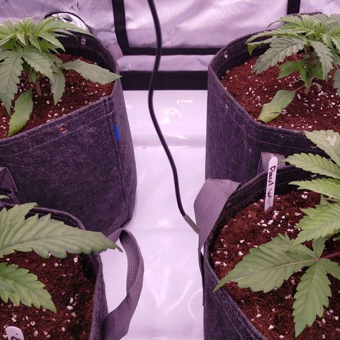 Trichome Orchards growlog photo: Just watered. 
