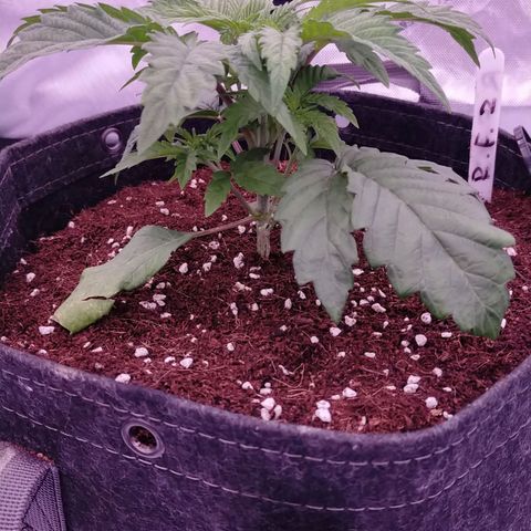 Trichome Orchards growlog photo: Just watered. 