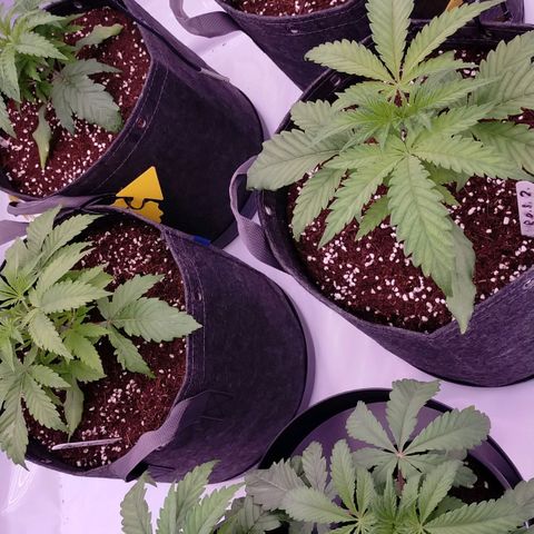 Trichome Orchards growlog photo: Just watered. 