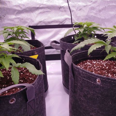 Trichome Orchards growlog photo: Just watered. 