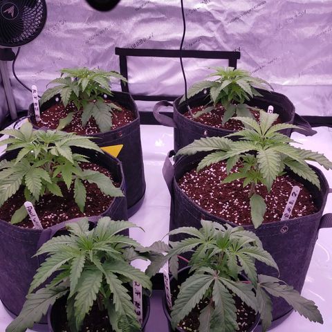 Trichome Orchards growlog photo: Just watered. 