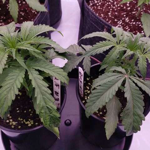 Trichome Orchards growlog photo: Just watered. 