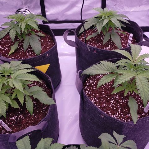 Trichome Orchards growlog photo: Just watered. 