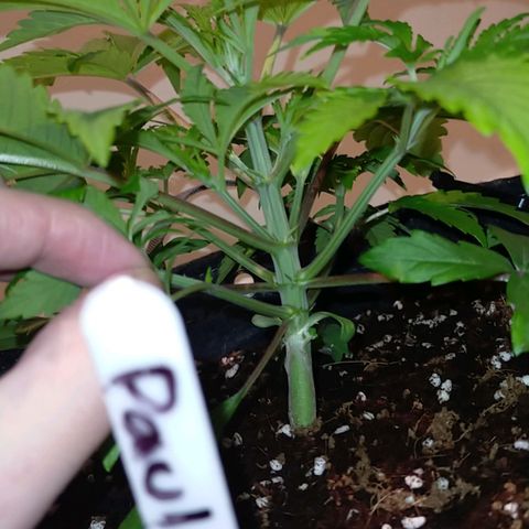 Trichome Orchards growlog timeline photo
