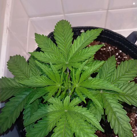 Trichome Orchards growlog timeline photo
