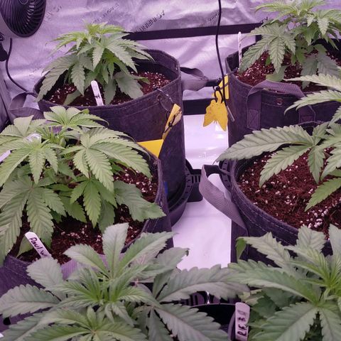 Trichome Orchards growlog timeline photo