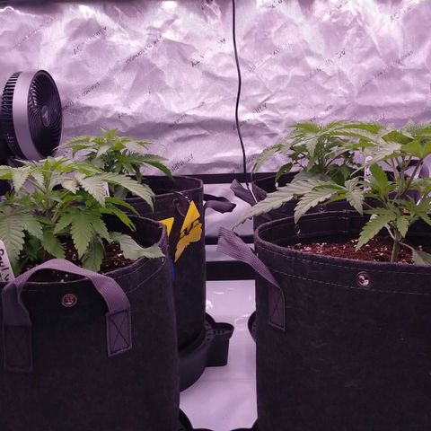 Trichome Orchards growlog timeline photo