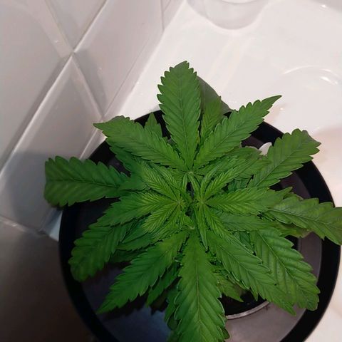 Trichome Orchards growlog timeline photo