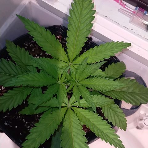 Trichome Orchards growlog timeline photo