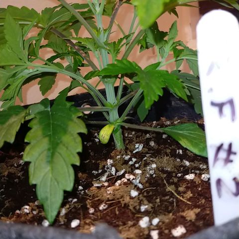 Trichome Orchards growlog timeline photo