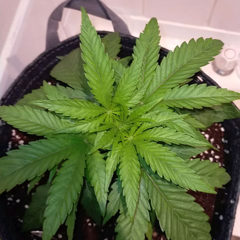 Trichome Orchards growlog timeline photo