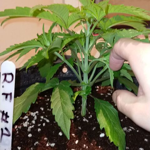 Trichome Orchards growlog timeline photo