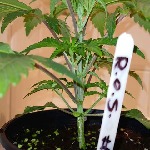 Trichome Orchards growlog timeline photo