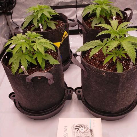 Trichome Orchards growlog timeline photo