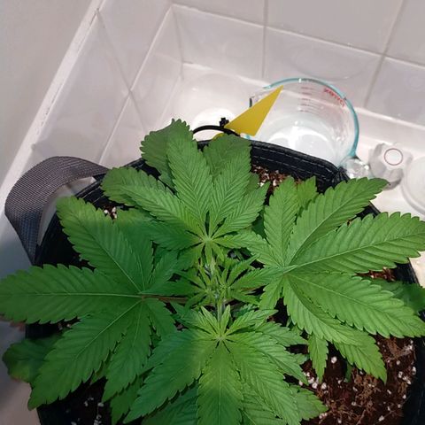 Trichome Orchards growlog timeline photo