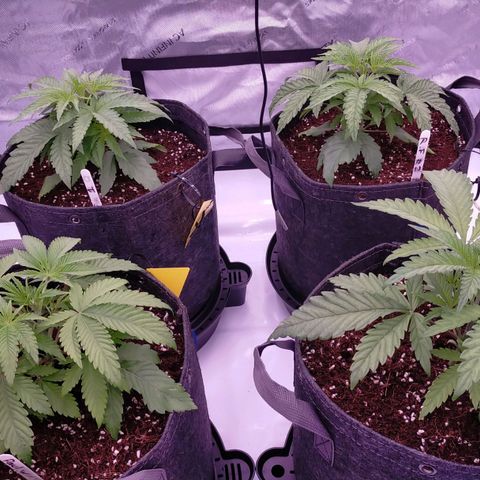 Trichome Orchards growlog timeline photo