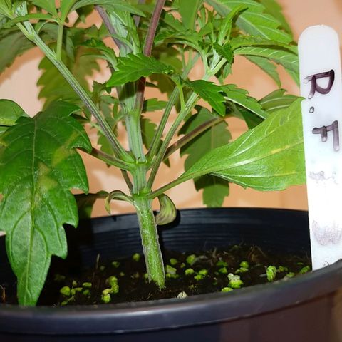 Trichome Orchards growlog timeline photo
