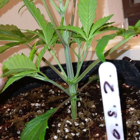 Trichome Orchards growlog timeline photo