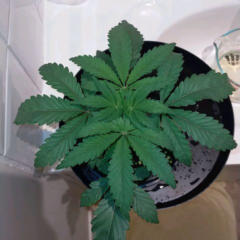 Trichome Orchards growlog timeline photo