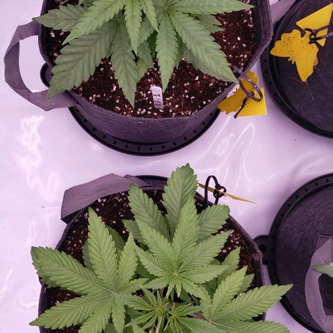 Trichome Orchards growlog photo: 10hours after water